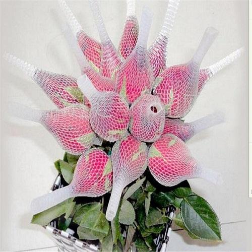 White PE Extruded Rose protection Bud Net 2