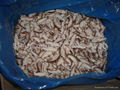 IQF SHIITAKE MUSHROOM 2