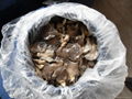 SALTED OYSTER MUSHROOM 3