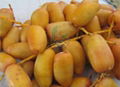 Egyptian Fresh Samani Dates by fruit