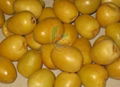 Egyptian fresh  Barhi dates by fruit