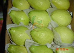 Egyptian fresh guava by fruit link