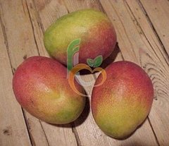 Egyptian Mango by fruit link