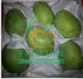 Egyptian mango (sukarya)  by  fruit link
