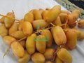 Egyptian Fresh Samani Dates by fruit link 2