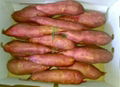 Egyptian Sweet Potato by fruit link