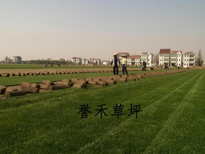 果嶺草混播黑麥草 3