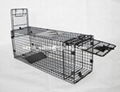 Collapsible Live Cage Trap with Rear Release Door 