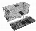Collapsible fox trap for hunting