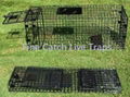 Folding cage traps for animal handling