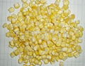 Freeze Dried Sweet Corn 1