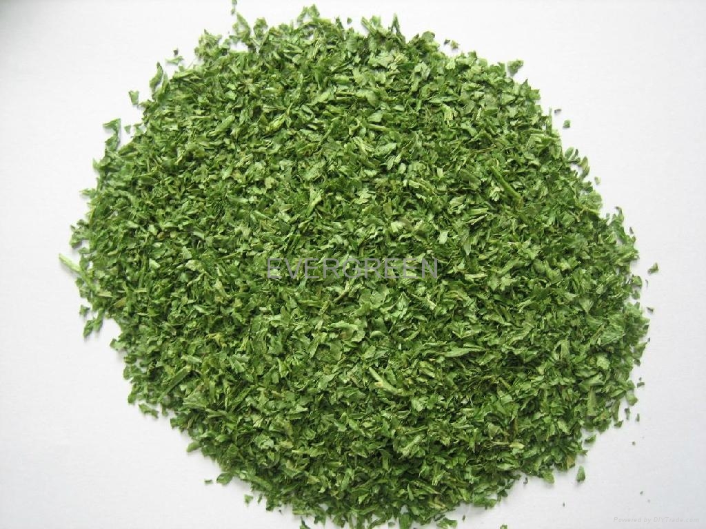 FREEZE DRIED parsley leaves WHFDP13 EVERGREEN (China Manufacturer