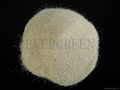 AIR DRIED GARLIC GRANULES 2