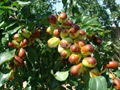 Red Jujube Trees