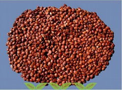 Wild Jujuba seeds