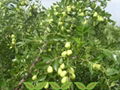 Grafted Li Jujuba Plants