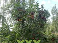 Big Shape Jujube Plants