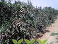 Hetian Jade Jujube Plants