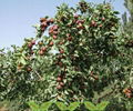 Big Shape Jujube Scion