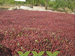 Hetian Jade Jujube Scion