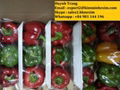 FRESH CAPSICUM 1