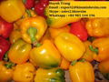 FRESH CAPSICUM 4