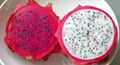 FRESH DRAGON FRUITS