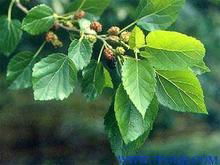 Mulberry Leaf Extract