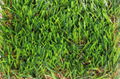 Artificial Turf 2