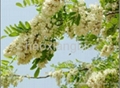 Quercetin98%