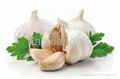 Garlic P.E. 3