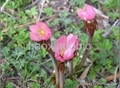 Podophyllum Resin50%