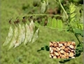 Astragalus P.E.