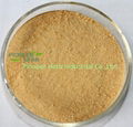 Dendrobium nobile Extract  powder 2