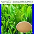 Green Tea  Extract tea polyphenols EGCG