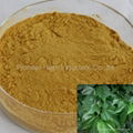 water soluble Mulberry Leaf extract 1-DNJ