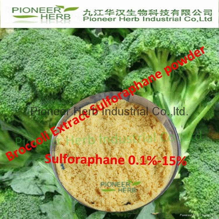 Sulforaphane 0.1% Dietary product sulforaphane powder 2