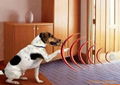 JBZL-03 “Pets manager” Digital Invisible Fence,pet fence 6