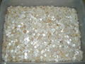 Loose mother of pearl mosaic squares 1