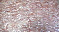 Solid Pink American Shell Mother of Pearl Tile 3