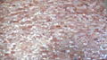 Solid Pink American Shell Mother of Pearl Tile