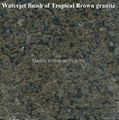 Tropical Brown