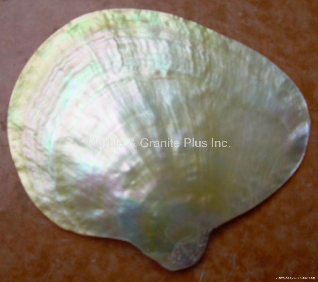 Polished Yellowlip Seashell