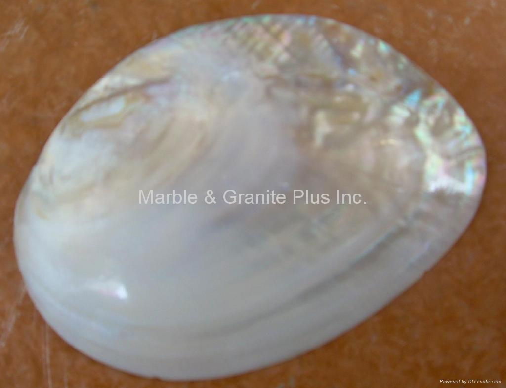 Polished White Freshwater Shell