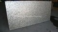 20x10mm/2440x1220x20mm Solid Whitelip Seashell MOP slab 2