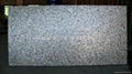 20x10mm/2440x1220x20mm Solid Whitelip Seashell MOP slab