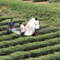 Two-man Tea Harvester 4CS-100P cutting width 1000mm 5