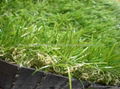 artificial grass backing 2