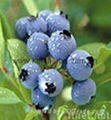 China Bilberry Extract 2