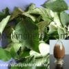 China Birch Leaf Extract